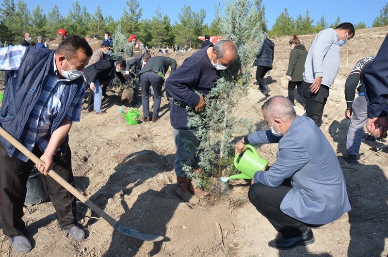 17 ilçede 30 bin fidan toprakla buluştu