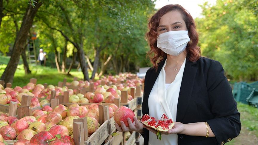 Köprübaşı'nda nar üreticileri bahçeye umutlu girdi