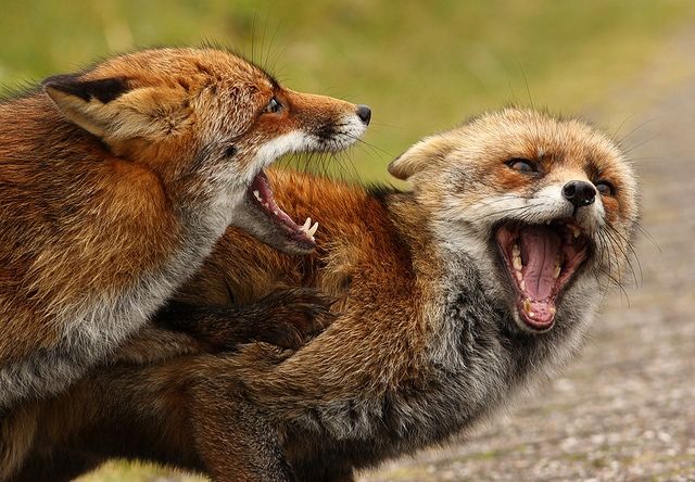Tilkiler kuduzdan aşılı köftelerle korunacak