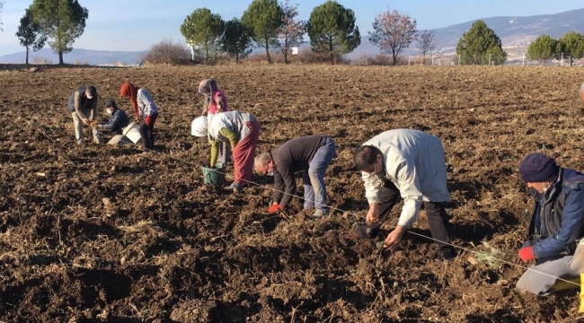 Demirci kaymakamı Kaya lavanta fidesi dikti