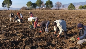 Demirci kaymakamı Kaya lavanta fidesi dikti