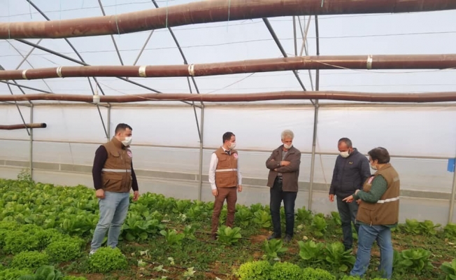 Seralarda üretim başladı