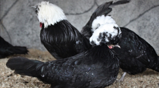 Eti ve yumurtası yenmeyen seyirlik tavuklara ilgi büyük