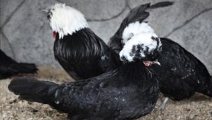 Eti ve yumurtası yenmeyen seyirlik tavuklara ilgi büyük