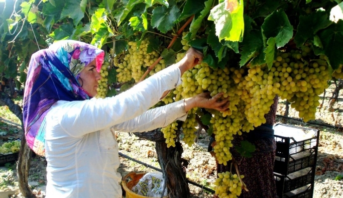 Kışlık sultaniye üzüm piyasada