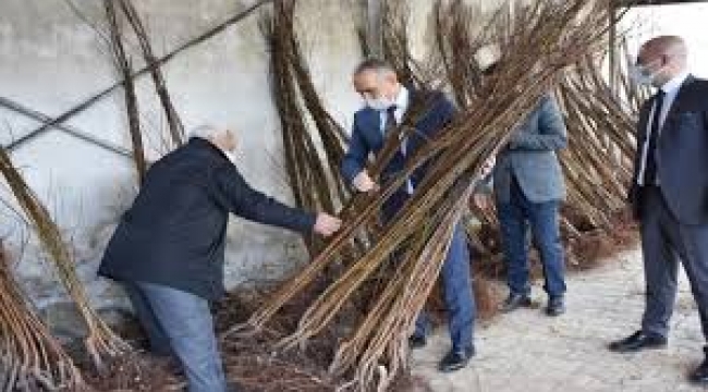 Turgutlu'da üreticiler kayısı yetiştirecek 