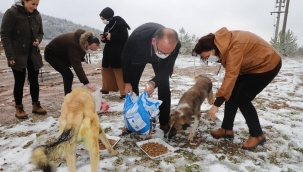Aç sokak hayvanlarını başkan elleriyle besledi