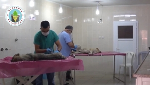 Alaşehir belediyesi veteriner sayısını ikiye çıkardı