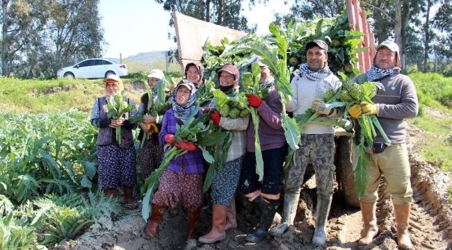 Enginar hasadı başladı