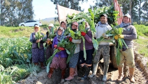 Enginar hasadı başladı