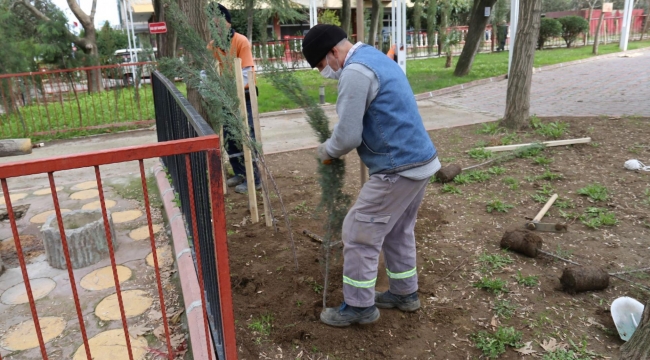 Mimar Sinan Parkına 110 adet selvi ağacı dikildi