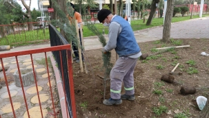 Mimar Sinan Parkına 110 adet selvi ağacı dikildi