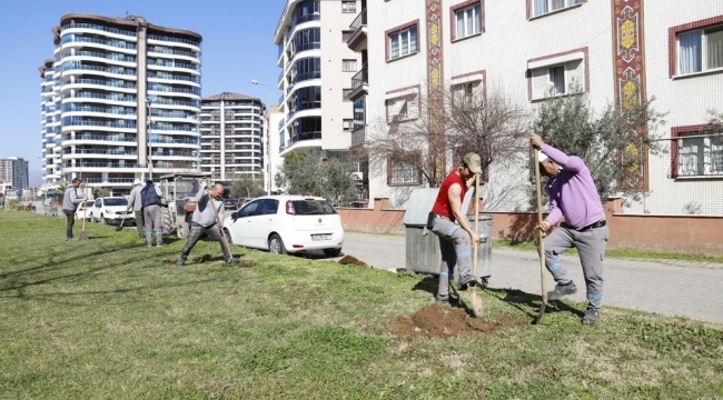 Alaşehir ağaçlandırılıyor