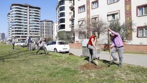 Alaşehir ağaçlandırılıyor