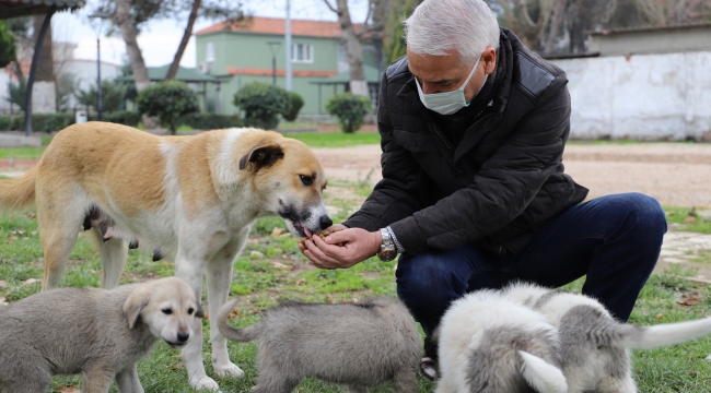 Başkan Bilgin aç hayvanı elleriyle besledi