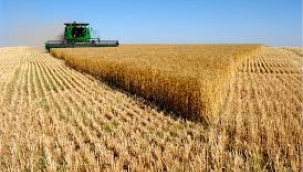 Buğday ithalatında dünya rekoru kırdık