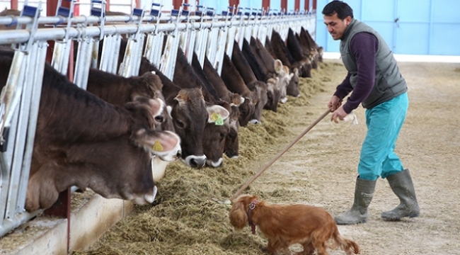 Çiftçi yeme para yetiştiremiyor