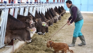 Çiftçi yeme para yetiştiremiyor