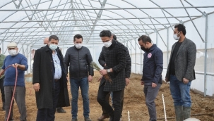 Lavanta fideleri toprakla buluştu