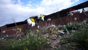 Sarı beyaz papatyalar açtı