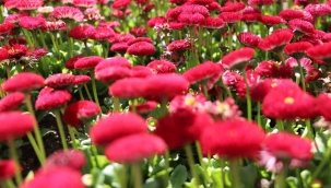 Alaşehir'de çiçekler toprakla buluşuyor