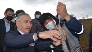 Kula'da verimsiz 5 bin armut,5 bin ahlat ağacı aşılandı