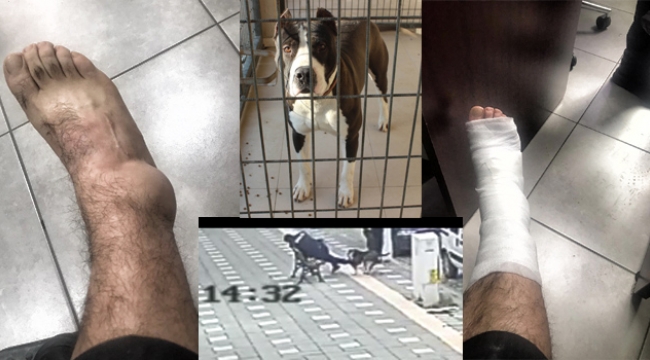 Salihli'de pitbull saldırısı iki polis yaralandı