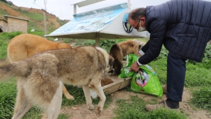 Başkan Akın'dan hayvanseverlere çağrı
