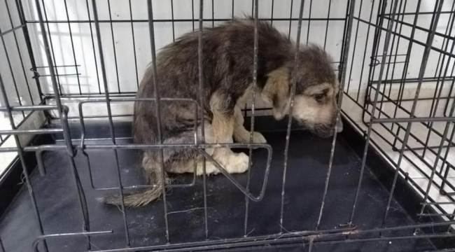 Belediye barınağındaki hayvanlar ölüme terk edildi