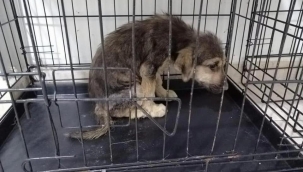 Belediye barınağındaki hayvanlar ölüme terk edildi