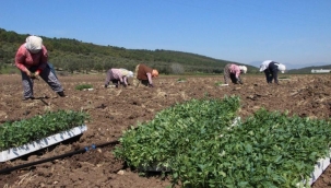 Domates fideleri toprakla buluştu