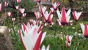 "Kayıp Lale" Aydın'da ortaya çıktı