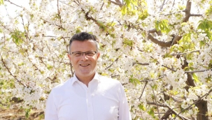 Kiraz ağaçları çiçek açtı