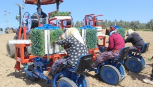 Manisa'da domates, karpuz, kavun, biber,patlıcan, mısır ekimi 