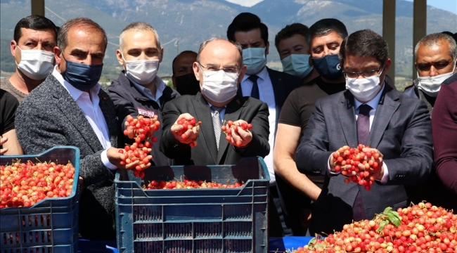 Yılın ilk kirazı dalından koptu
