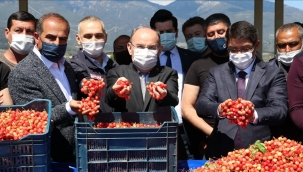 Yılın ilk kirazı dalından koptu