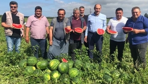 Adana karpuzu tezgahlarda