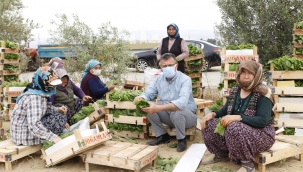 Alaşehir'de asma yaprağı alımları başladı