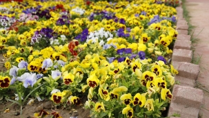 Alaşehir'e bahar geldi