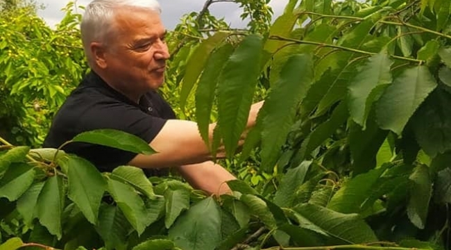 Başkan Bilgin kiraz topladı