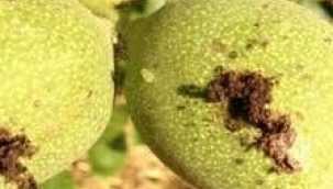 Ceviz üreticileri 'ceviz içi kurdu' için uyarıldı