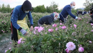 CHP lideri Kılıçdaroğlu, işçilerle gül topladı