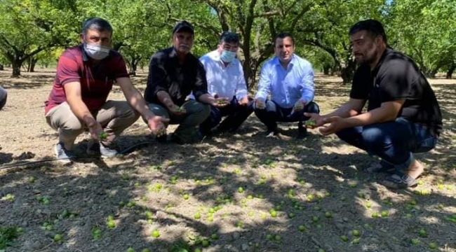 CHP'liler fırtınada zarar gören erik bahçelerini gezdi