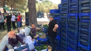 CHP'liler yaprak toplayan üreticilerle görüştü