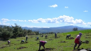 Demirci'de hünnap ve badem fideleri topakla buluştu