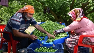 Erik üretim merkezi Turgutlu'da hasat başladı