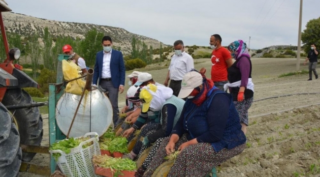 Fideler yetişti,Selendi,Akhisar'da tütün ekimi başlıyor