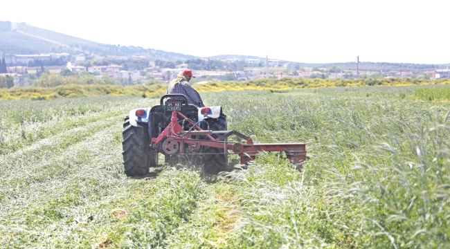 Hayvan yemleri biçiliyor