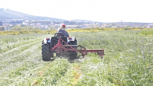 Hayvan yemleri biçiliyor