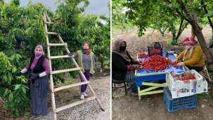Kemalpaşa'da kiraz hasadı başladı